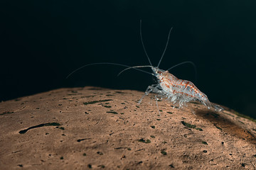 Krill. Red shrimp in a aquarium. Red shrimp. Male.