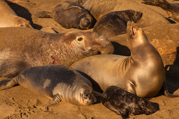 elephant seals mating, Piedras Blancas Elephant Seal Colony, near San Simeon, California