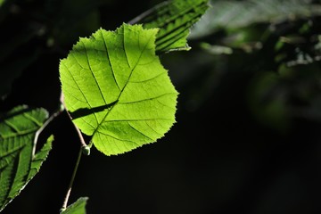 Leaf details