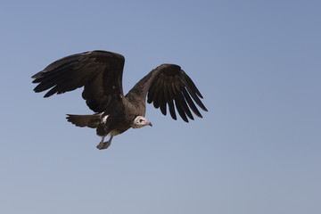 Hooded Vultures in Savuti Botswana Africa