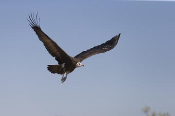 Hooded Vultures in Savuti Botswana Africa