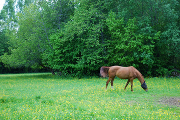 Grazing horse with covered face