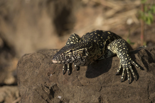 Nile Monitor Lizzard on Roack at the Chobe River Botswana