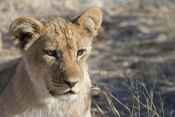 Lion cubs and adults resting in Savuti Botswana