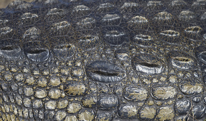 Closeup of Nile Crocodile in Botswana Africa