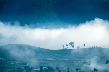 Rows of trees on a hill in foggy environment