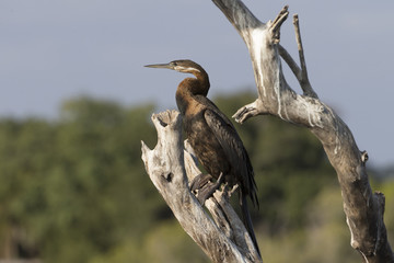 African Darter in Botswana Africa
