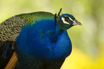 peacock, bird, feathers