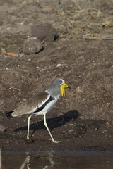  White-crowned lapwing on Chobe River in Botswana Africa
