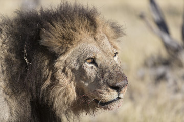 Lion resting in Savuti Botswana