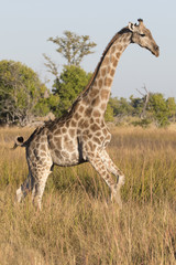 Obraz na płótnie Canvas Angolian Giraffe in Savuti Botswana