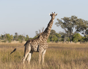Angolian Giraffe in Savuti Botswana