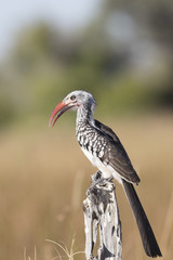Red-Billed Hornbill in Moremi Botswana