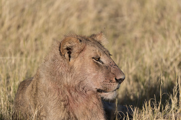 African Lion after Buffalo kill in Savuti Botswana Africa