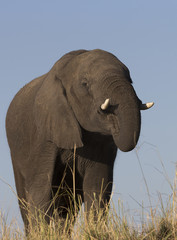 Fototapeta na wymiar African Elepants on the Chobe River in Botswana Africa