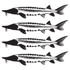 Caviar Concept Designs