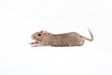 gray mouse gerbil