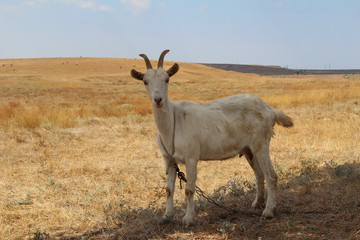 White goat on the field in autumn.