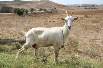 White goat on the field in autumn.