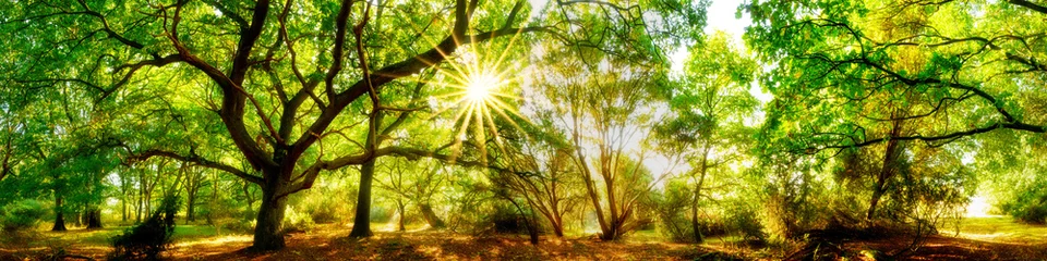 Photo sur Plexiglas Panoramique Panorama forestier avec soleil