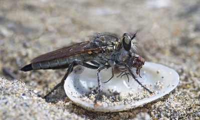 Robber fly Philonicus albiceps with his prey