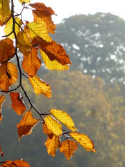 Fototapeta na wymiar Golden beech leaves backlit by autumn sunshine