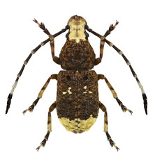 Platystomus albinus, a fungus weevil from Europe