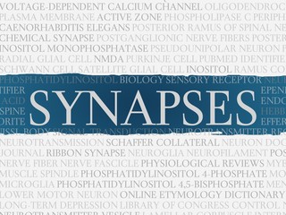 synapses