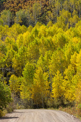 Country Road Past Yellow Aspens