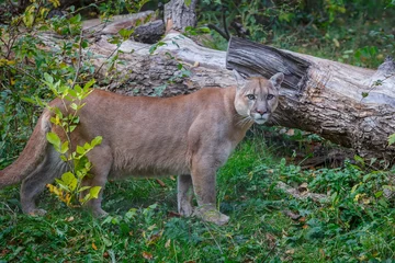 Foto auf Acrylglas Puma Kanadischer Puma steht in der Nähe eines gebrochenen Baumes