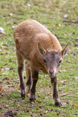 Детеныш кубанского тура ест листья