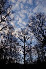 The sky with white clouds, among the trees
