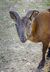 Кубанский тур на пастбище