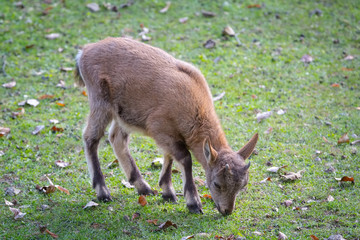 Детеныш кубанского тура ест листья