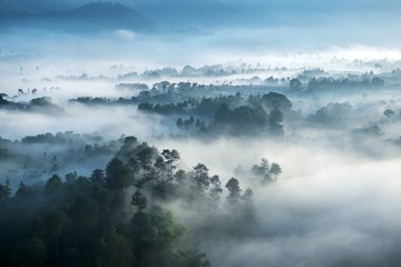 Misty forest seen from top at morning, when sun starting to rising, located in Keraton Cliff, Bandung, Indonesia