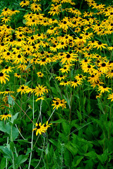 Fototapeta premium daisies flowers yellow