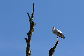 White stork, Ciconia ciconia, stands proudly on a dead tree trunk against clear blue skies