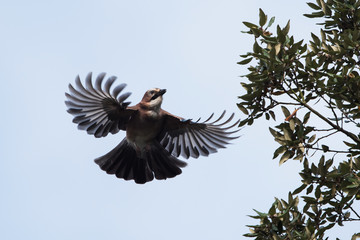 Jay, Garrulus glandarius