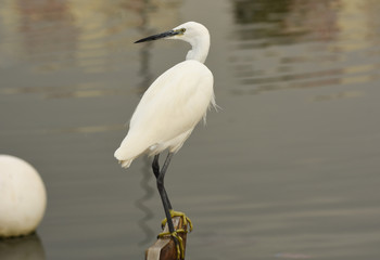 The Great Egret  ( Ardea alba ). White heron standing on a stump in marina.