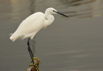 The Great Egret  ( Ardea alba ). White heron standing on a stump in marina.