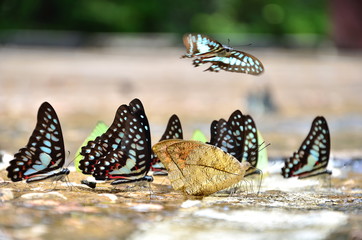 The Blue Tiger butterfly on ground at Pang Srida Park in Sra Kaew province, Thailand