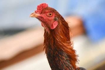 Head of rooster with red colour, closeup, isolated