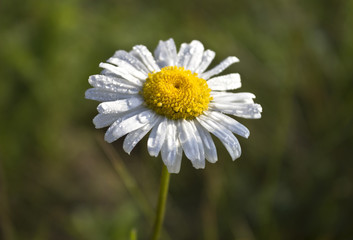 camomile