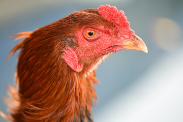 Head of rooster with red colour, closeup, isolated
