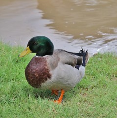 Duck in the Grass