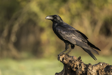 corvos corax, raven