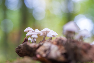 Grooved bonnet toadstool, mushroom. Mycena polygramma. Nature in