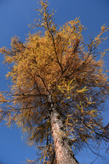 ecursione camminare nel bosco all'aria aperta escursione camminata gita nel bosco in montagna bambini salute aria aperta,