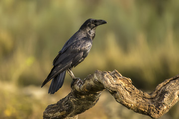 corvus corax, raven