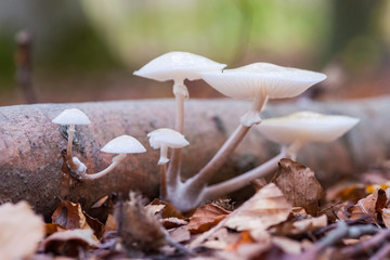 Porcelain fungus (Oudemansiella mucida)